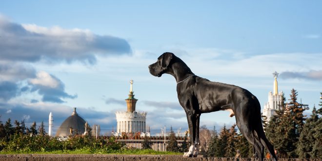 Young black Great Dane poses in the city in the summer