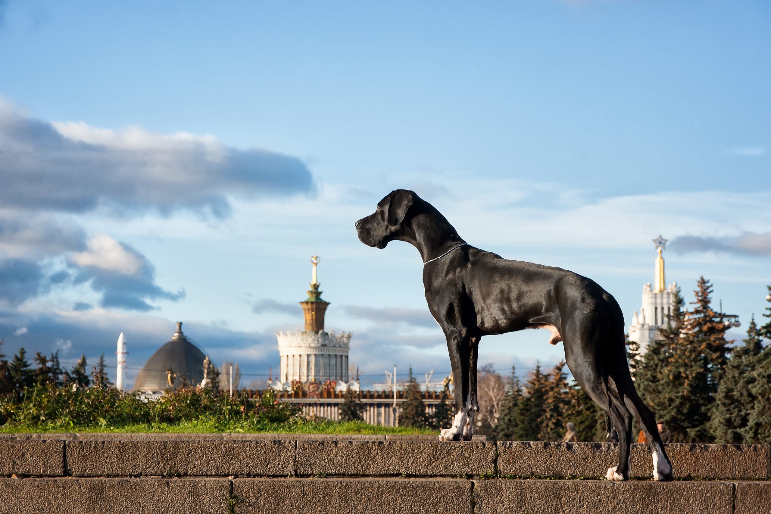 Größter Hund Der Welt