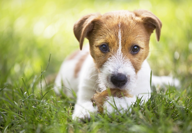 Gänsefleisch für Hunde