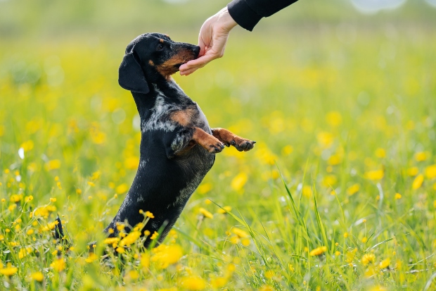 Gänsefleisch für Hunde