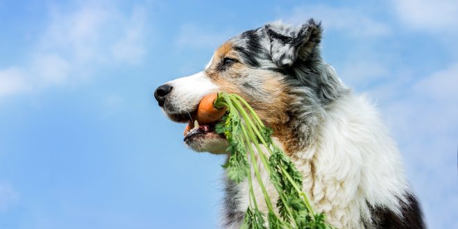 Hund mit Karotte im Maul - pflanzliche Ernährung