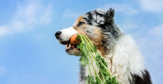 Hund mit Karotte im Maul - pflanzliche ErnÀhrung