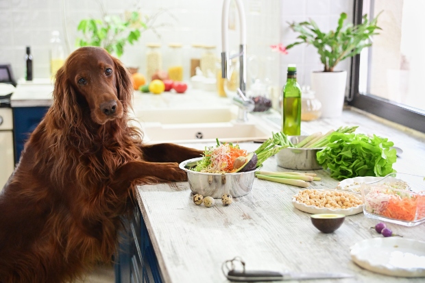 Hund sitzt vor Tisch mit vegetarischem Essen - pflanzliche Ernährung für den Hund