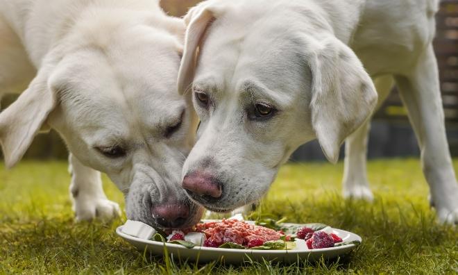 GĂ€nsefleisch fĂŒr Hunde