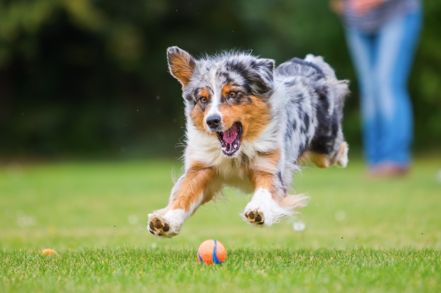 Hund jagt kleinen Ball - Pansenmehl für Hunde bringt viel Energie