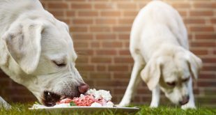 Die richtige Fleischmenge für Hunde
