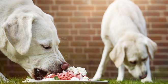 Die richtige Fleischmenge für Hunde