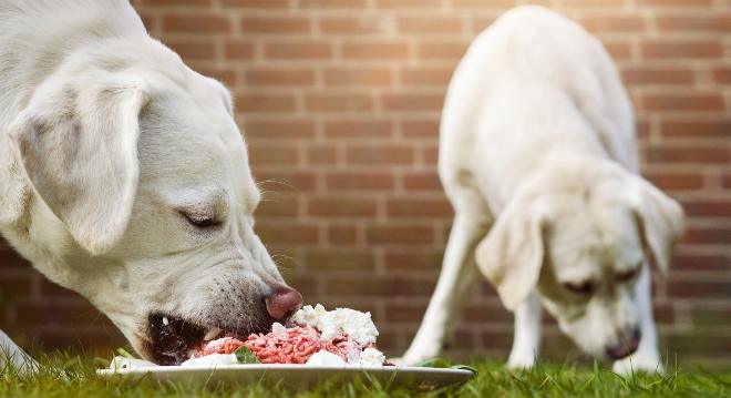 Die richtige Fleischmenge fĂŒr Hunde