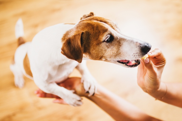 Hund kriegt Leckerli - Die richtige Fleischmenge für Hunde