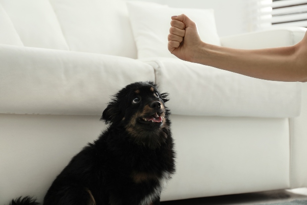 Ängstlicher Hund wird von menschlicher Faust bedroht - Ursachen für Meideverhalten bei Hunden