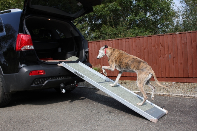 Alter Hund steigt eine Rampe hoch, um hinten in ein Auto zu steigen