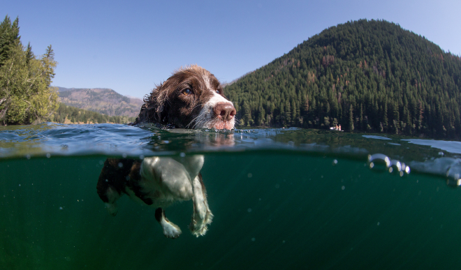 Urlaub mit Hund am See HundeKausnacks Magazin