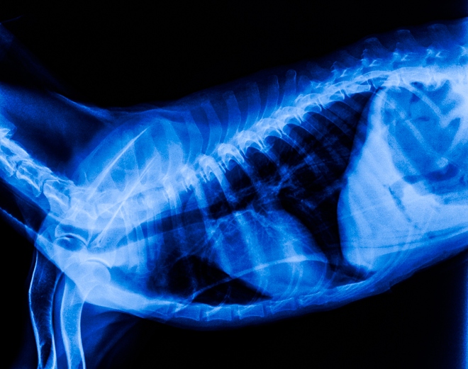 Röntgenaufnahme der Wirbelsäule eines Hundes - Problem Gleitwirbel bei Hunden