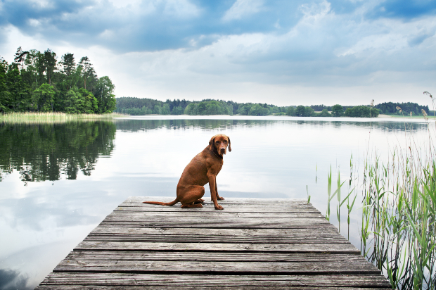 Hund sitzt auf Steg am See