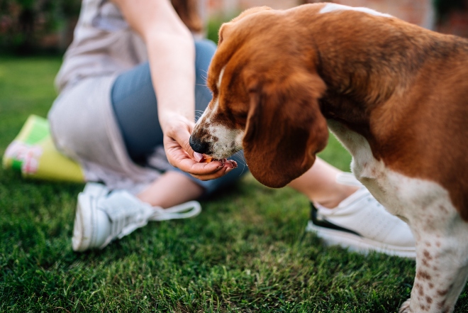 Frauchen füttert ihr Tier mit Snacks aus Kamelfleisch für Hunde