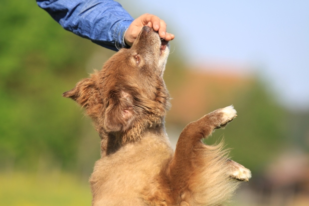 Hund wird gefüttert mit Kamelfleisch für Hunde