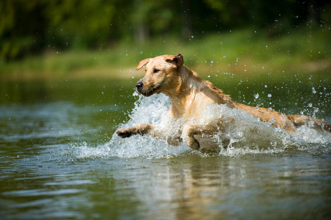 Hund springt ins Wasser am See