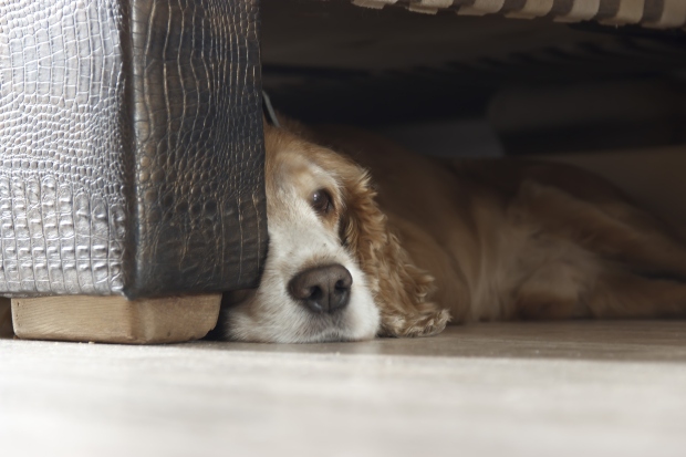 Hund kauert unter einer Couch - Typisches Meideverhalten 