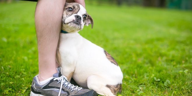 Meideverhalten bei Hunden