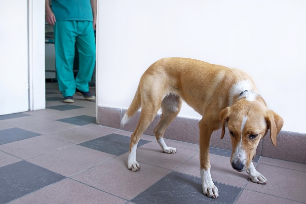 Hund ängstlich in einer Tierarztpraxis - Meideverhalten bei Hunden