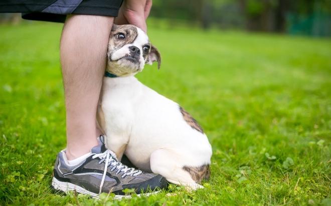 Meideverhalten bei Hunden