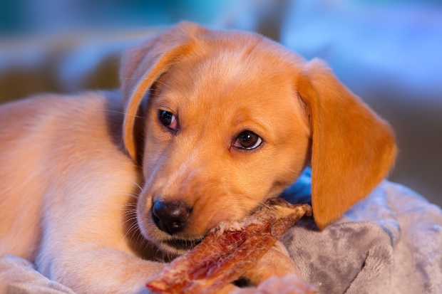 Welpe frisst Kamelfleisch für Hunde