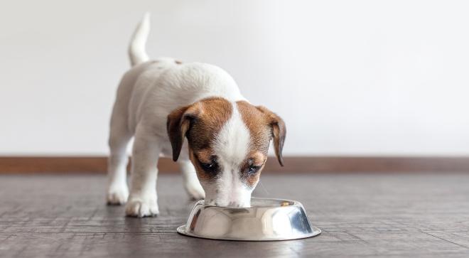Kamelfleisch fĂŒr Hunde