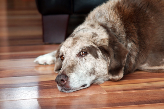 Hund liegt müde/traurig auf dem Boden - Gleitwirbel bei Hunden verursacht Schmerzen