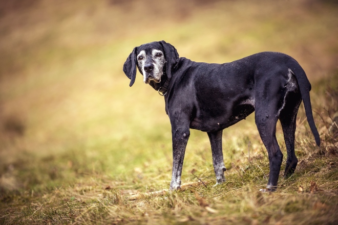 Ältere Hund steht auf Wiese - Gleitwirbel bei Hunden kommt bei älteren Hunden vor