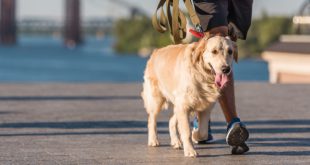 Gesunder Hund beim Spaziergang