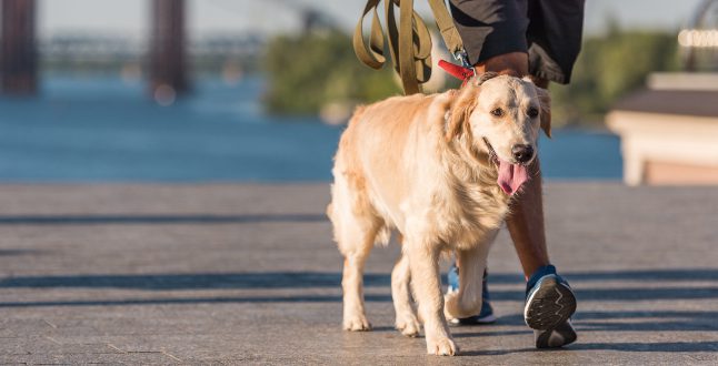 Gesunder Hund beim Spaziergang