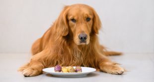 Kausnacks und Futter für empfindliche Hunde