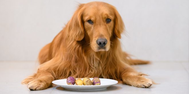 Kausnacks und Futter für empfindliche Hunde