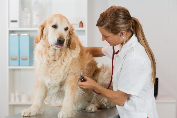 Hund wird von Tierärztin untersucht - Hund wird nachts immer wach 