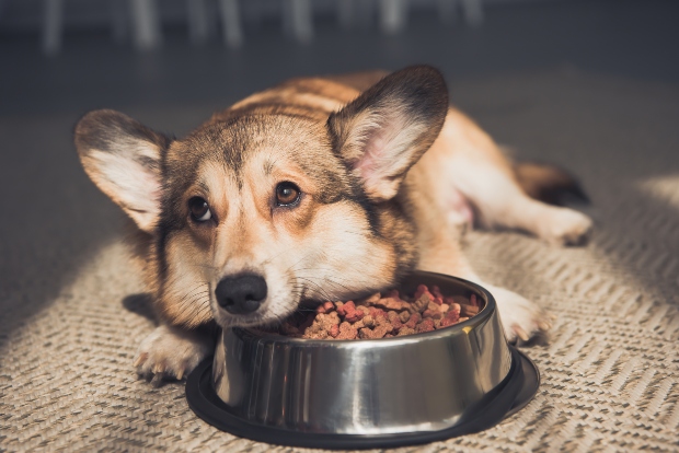 Hund liegt lustlos neben einem Hundenapf