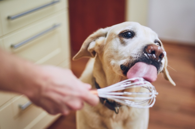 Hund leckt Sahne vom Schneebesen - nicht gut für empfindliche Hunde 