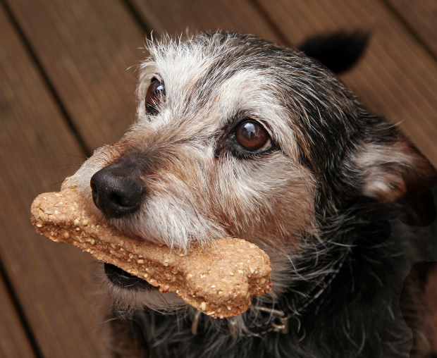 Hund mit Getreideriegel im Maul - Leckeres Hundebrot