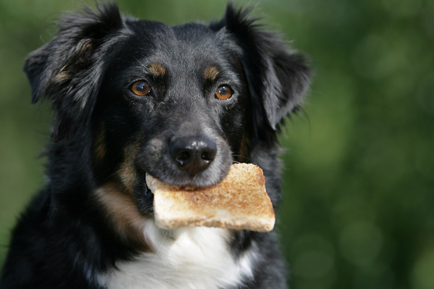 Hund mit Toast im Maul - Leckeres Hundebrot