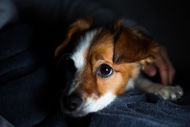 Hund liegt mi geöffneten Augen auf Decke - Hund wird nachts immer wach