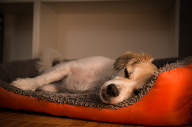 Hund wird nachts immer wach HundeKausnacks Magazin