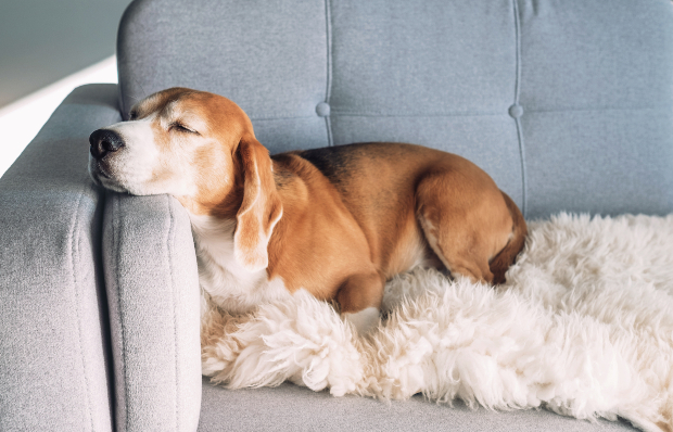 Hund macht Nickerchen auf Couch