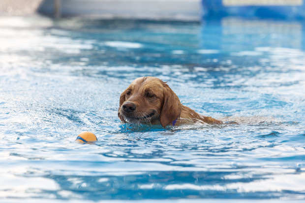 Hund schwimmt im Pool und holt einen Ball