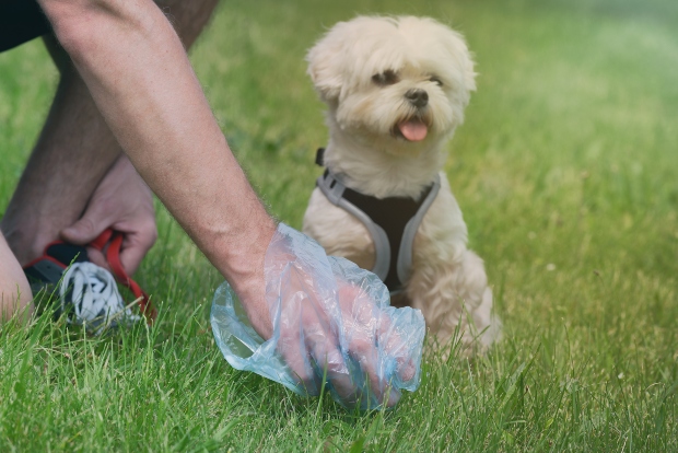 Mann hebt Hundehäufchen auf - empfindliche Hunde 