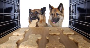 2 Hunde am Backofen - Leckeres Hundebrot