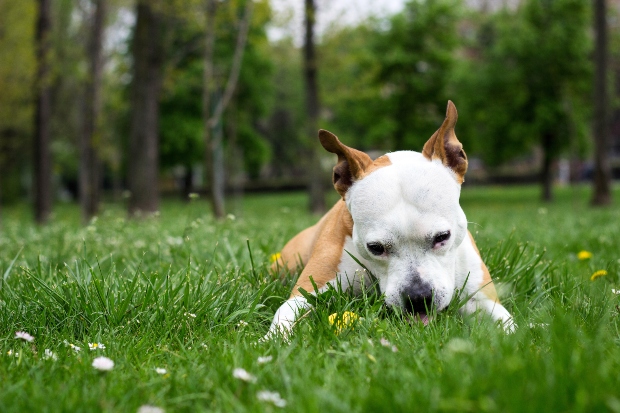 Hund frisst Gras - richtiges Futter für empfindliche Hunde