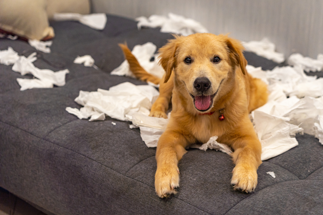 Welpe auf einer Couch hat Papier zerfetzt - das kann schonmal Welpenblues auslösen