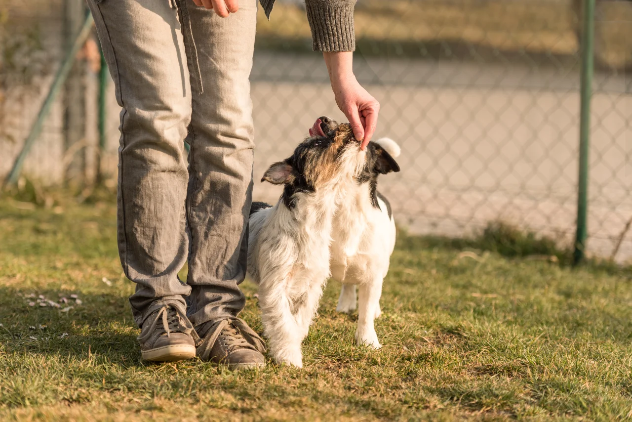 Rückruf von Hunden mit Jackpot-Leckerli belohnen. Rückruf von Hunden mit Jackpot-Leckerli