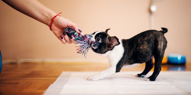 Hund mag Zerr- bzw. Beutespiele