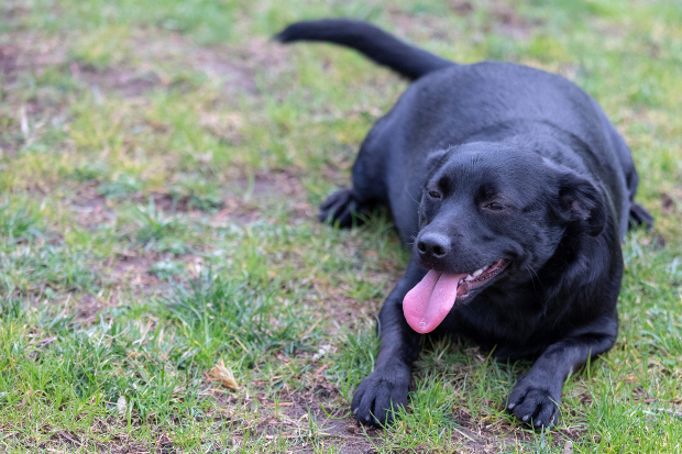 Hund liegt im Gras, er ist übergewichtig