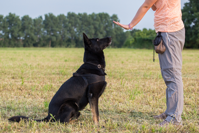 Frau gibt per Hand Befehl an sitzenden Hund - Begleithundeprüfung